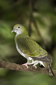 Dove: Superb fruit dove (Ptilinopus superbus), female