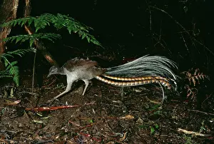 Lyrebird: Superb Lyrebird