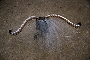 Lyrebird: Superb Lyrebird