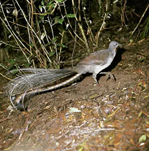 Lyretail: Superb Lyrebird