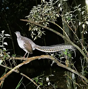 Lyretail: Superb Lyrebird