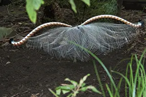 Novaehollandiae: Superb Lyrebird
