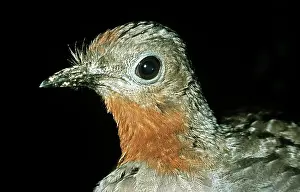 Superba: Superb Lyrebird