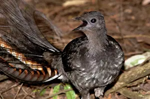 Lyrebird: Superb Lyrebird - adult male territorial calling - have terr