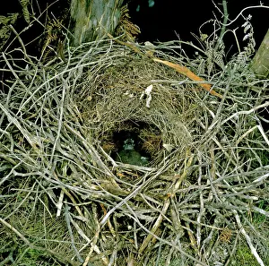 Lyrebird: Superb Lyrebird - Chick in nest
