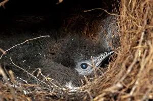 Lyrebird: Superb Lyrebird - chick snuggled up inside nest