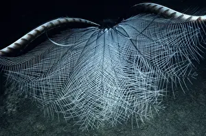 Lyrebird: Superb Lyrebird - in courtship display, inverts