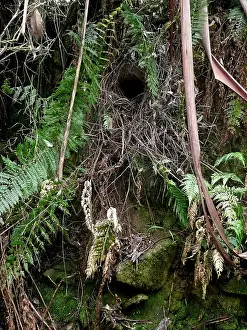 Domed: Superb Lyrebird - domed nest built by female