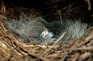 Lyrebird: Superb Lyrebird - a downy chick asleep in the nest