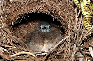 Domed: Superb Lyrebird - downy chick at back of domed nest