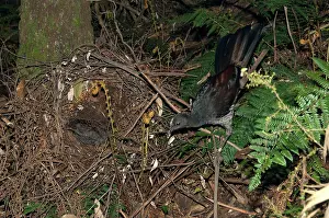 Lyrebird: Superb Lyrebird - female near her nest