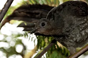 Lyrebird: Superb Lyrebird - female above nest