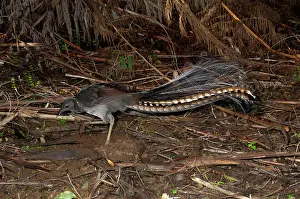 Lyrebird: Superb Lyrebird - foraging by turning over leaf litter of th
