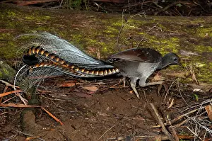 Lyrebird: Superb Lyrebird - foraging for worms and small insects