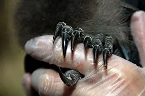 Lyrebird: Superb Lyrebird - long claws of chick used for digging in fo
