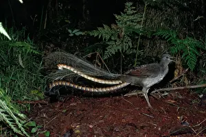 Lyrebird: Superb Lyrebird - male, calling on mound