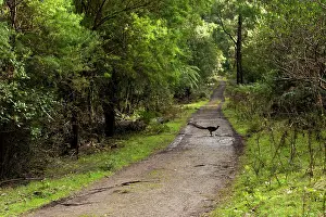 Lyrebird: Superb Lyrebird - male crossing bush track