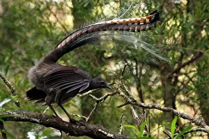 Lyrebird: Superb Lyrebird - male display on his singing perch