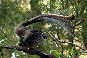 Lyrebird: Superb Lyrebird - male display on his singing perch
