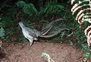 Lyrebird: SUPERB LYREBIRD - male on mound