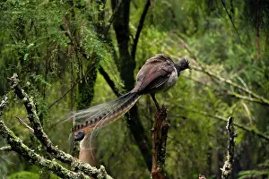 Lyrebird: Superb Lyrebird - male on a singing perch