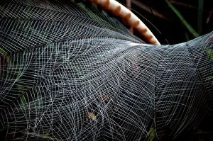 Lyrebird: Superb Lyrebird - male spreading tail during full courtship