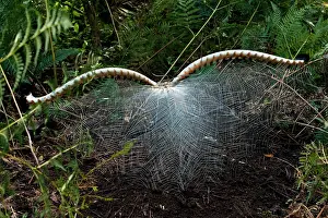 Rituals: Superb Lyrebird - male spreading tail during full courtship