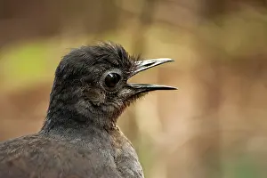 Compete: Superb Lyrebird - male territorial calling - adults compete