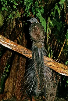Lyrebird: Superb Lyrebird - mature male
