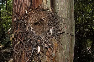 Lyrebird: Superb Lyrebird - nest in tree a few metres above the ground
