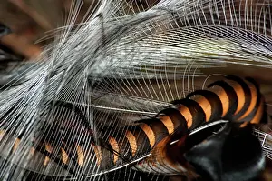 Lyrebird: Superb Lyrebird - tail of male in breeding plumage