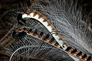 Lyrebird: Superb Lyrebird - tail of male in full breeding plumage