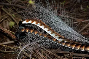 Lyrebird: Superb Lyrebird - tail of male in full breeding plumage