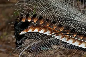 Lyrebird: Superb Lyrebird - tail of male in breeding plumage