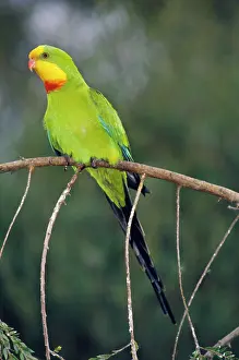 Swainsonii: Superb Parrot - male
