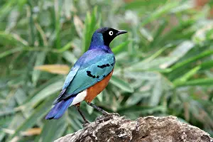 Spreo: Superb Starling
