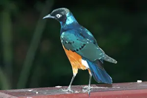 Lamprotornis: Superb Starling