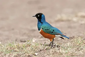 Lamprotornis: Superb Starling