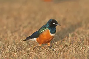 Lamprotornis: Superb Starling