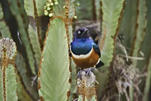 Spreo: Superb Starling