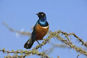 Spreo: Superb Starling
