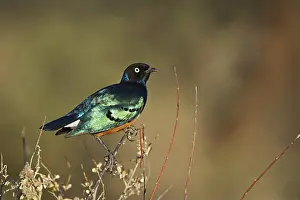 Spreo: Superb Starling