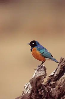 Sturnidae: Superb Starling