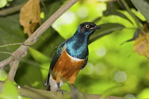 Splendidus: Superb Starling