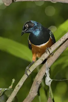Splendidus: Superb Starling