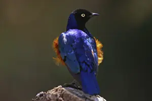 Differential: Superb Starling