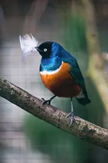 Splendidus: Superb Starling, with feather in bill, captive