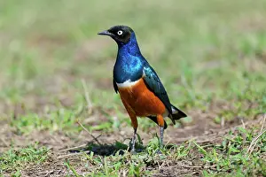 Gloss: Superb Starling (Lamprotornis superbus), Masai Mara