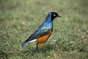 121217: Superb starling Lamprotornis superbus formerly Spreo