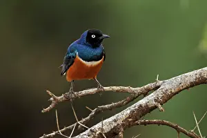 Superb: Superb Starling, Samburu National Game Reserve